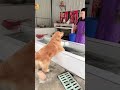Golden Retriever Trade Time #shorts #dogs