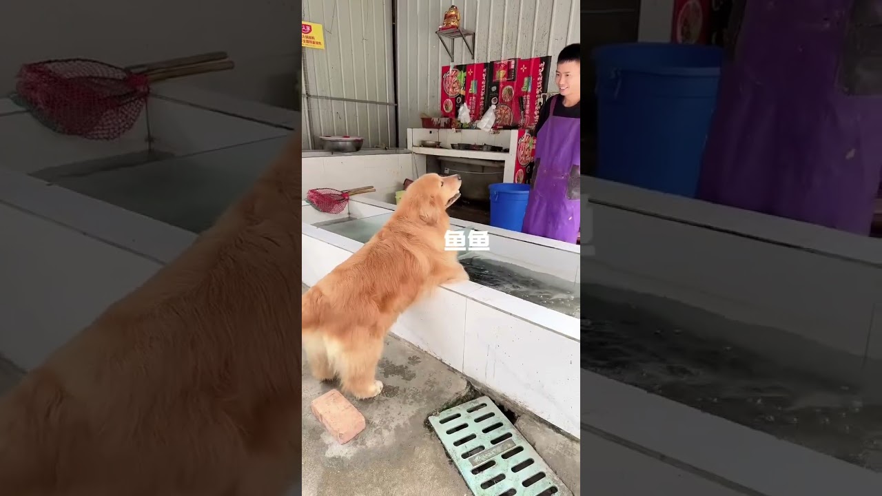 Golden Retriever Trade Time #shorts #dogs