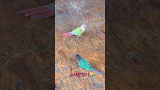 혼자 있고 싶은 앵 #birds #앵무새 #parrot #インコ