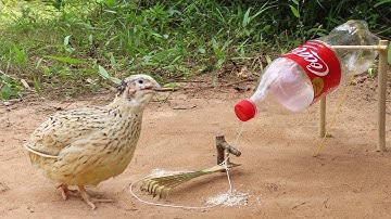 Easy Quick Traditional Bird Trap Using Coca-Cola Bottle And Woods - How To Make Easy Trap