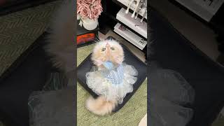 Transform Your Kitty into a Princess! 🎀 #PetFashion #CatDress