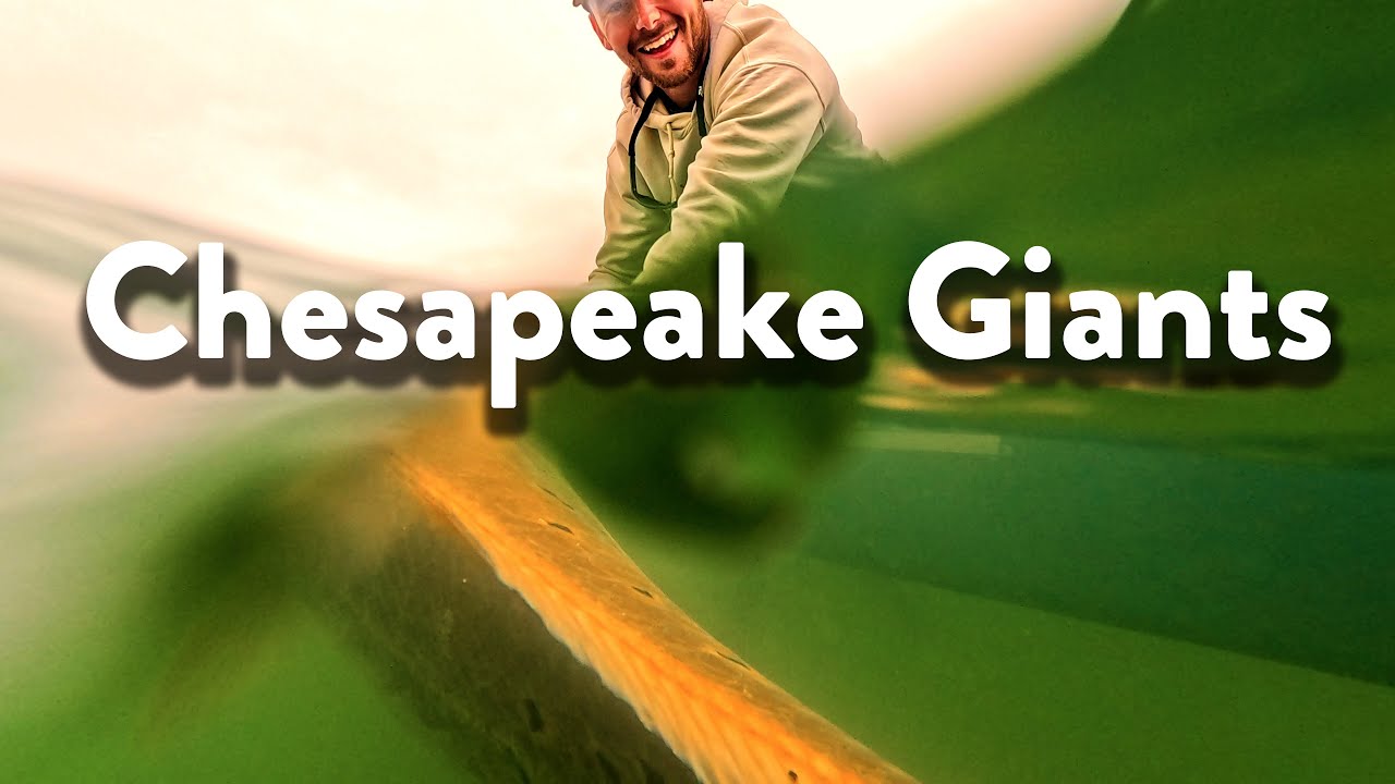 Ловля гигантского морского окуня с каяка на травянистых отмелях Чесапикского залива.