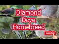 Diamond Dove Bird | Burung Ketitir Api | IM CHANNEL