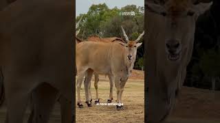 Millionaire Big-Game Hunter Killed by the Animals He Hunted @Awesomestuff365days