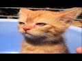 FUNNY CAT MEMES COMPILATION OF 2022 PART 75