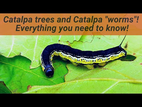 Catalpa Worms are actually caterpillars! Learn all about their  relationship with Catalpa trees!