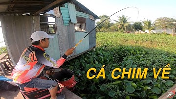 FISHING . MÓC LỖ LỤC BÌNH CÂU CÁ CHIM TRẮNG DÍNH NHIỀU LOẠI CÁ
