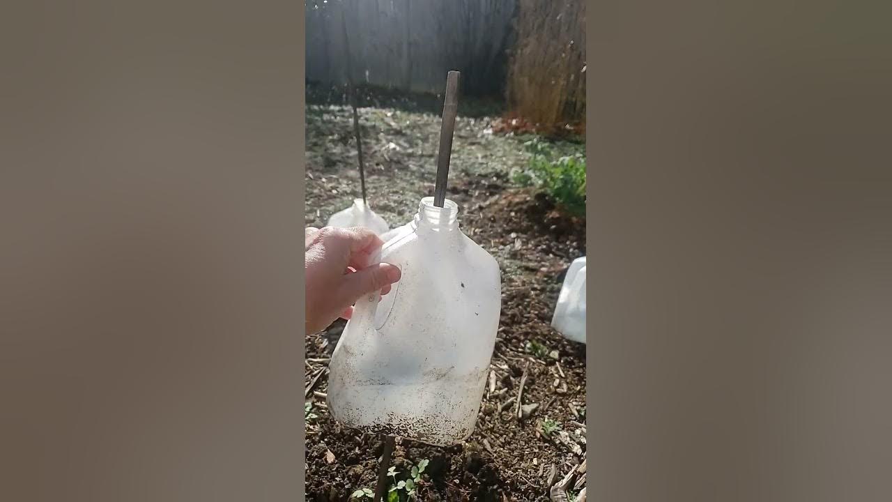 DIY Mini Greenhouses for Plants Cheap & Easy