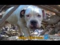 Scared homeless Bulldog / PitBull living in the bushes alone until Hope For Paws arrived!