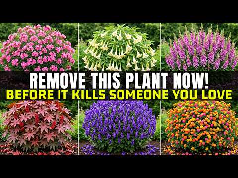 You Bought One of These 13 Deadly Plants in April Without Knowing It 🌿 Here's What to Do