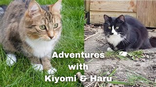 Funny, Cute, and Relaxing adventures to see what cats actually do outside