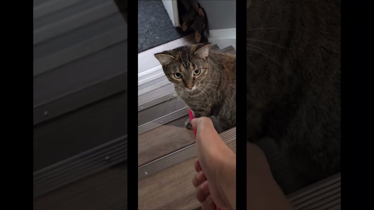 I Tried This On My Cat See What Happen 