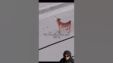جاي يجرب الشعور الذيب ونسى نفسه أنه في العراق ههههه Military Automobile Funny Memes الوكره 