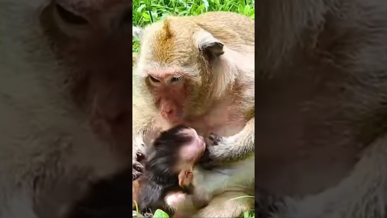 Popeye is a good mom