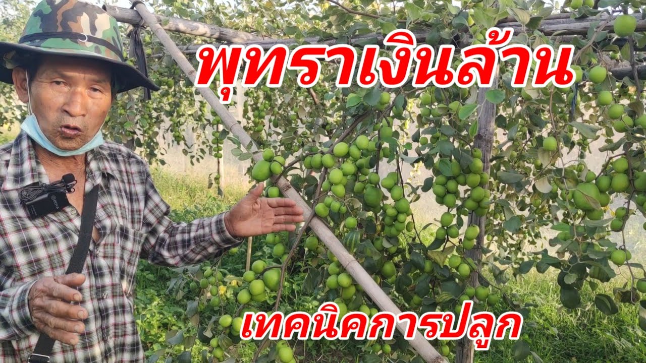 เปลี่ยนที่นาธรรมดาให้เป็นสวนพุทรา รายได้หลักล้าน #ลุงไว0895731230