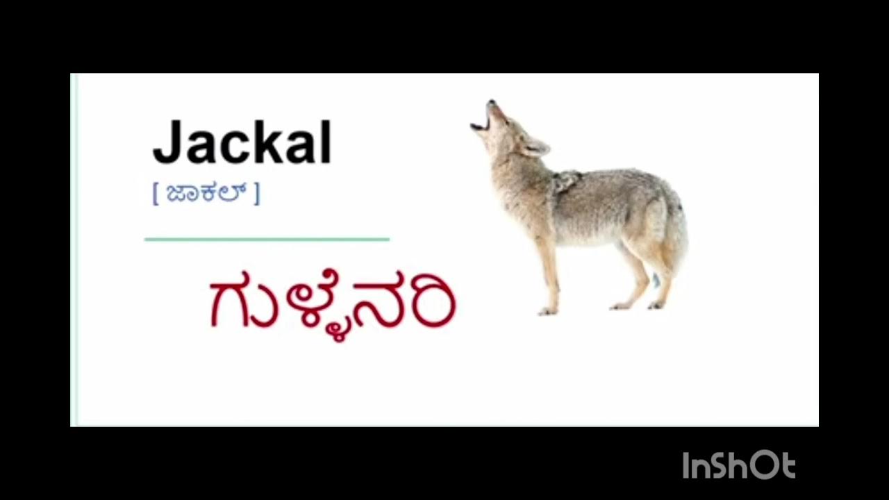 Animal Name With Kannda Meaning Animal Name Kannada And English YouTube animal-name-with-kannda-meaning-animal-name-kannada-and-english-youtube