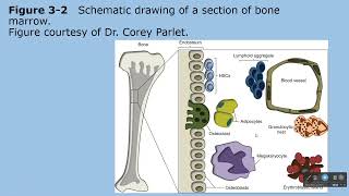 MLT 121 Lecture 3 Chapter 3 Conclusion