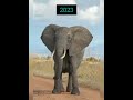 2023 elephants vs 5500 bc elephants  present past animals  ppa shorts