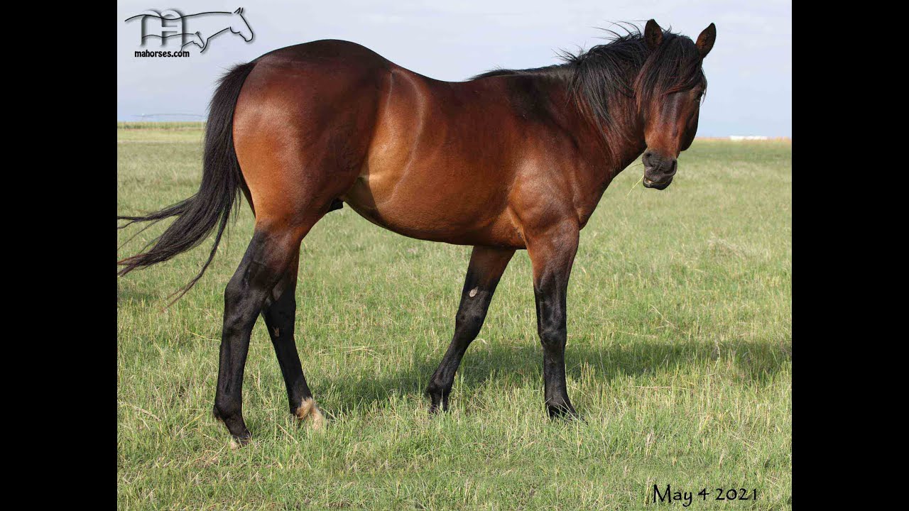 bay american quarter horse