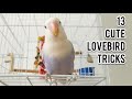 13 cute parrot lovebird tricks