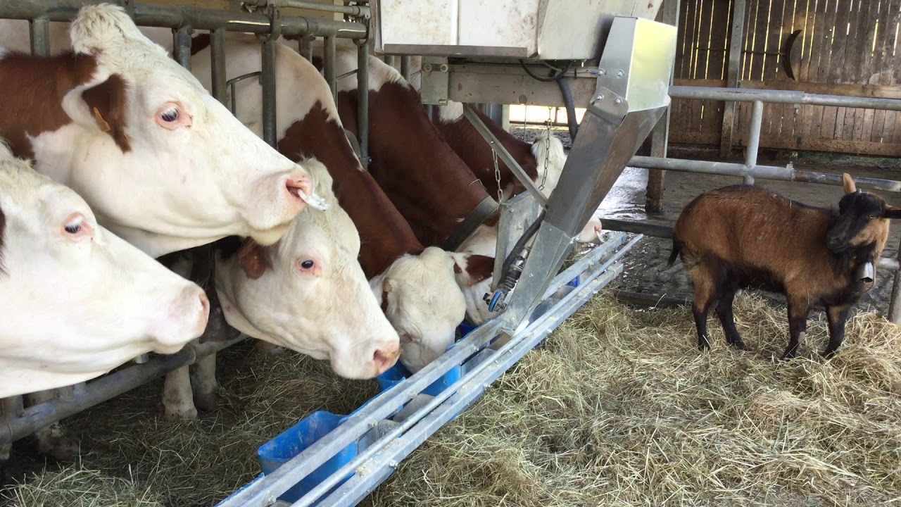 Alimentation au cornadis Distribution de l'aliment FeedCar FW200