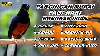 Download lagu 🔴 LIVE 119 - Pancingan Murai Batu Malam Hari Full Isian Tembakan , Bikin Murai batu bongkar isian