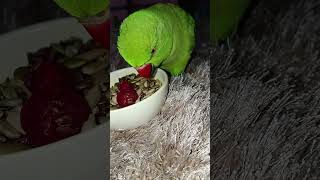 smart mitthu 🦜🦜 #nonstoptalkingparrot #talkingparot