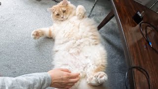 ママさんが猫のあそこをさわったらこうなっちゃいました