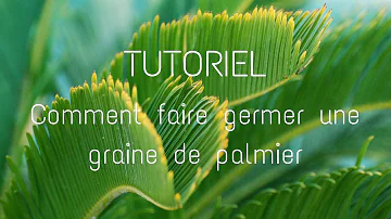 Quand semer des graines de palmiers ?