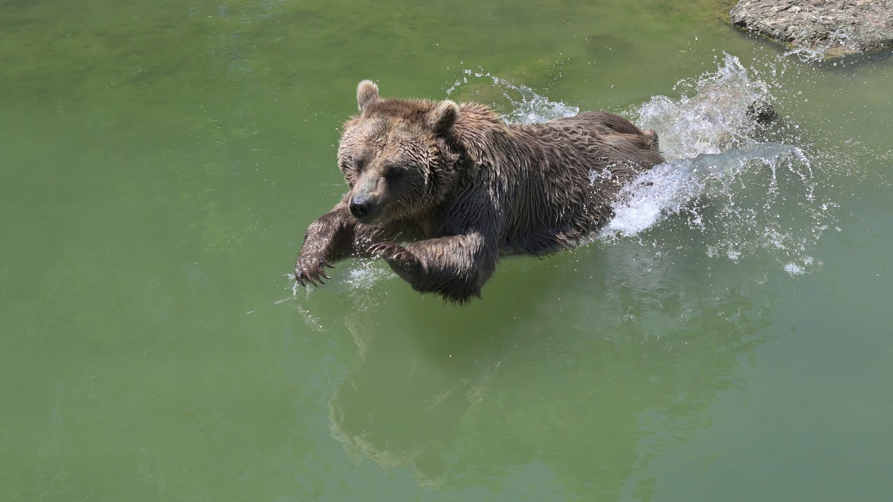 Tierpark Goldau - Bären-Show mit Wolfsbesuch 