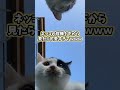 ネッコの動画見てニヤけたら負けｗｗｗ　#2ch #2ch動物スレ #動物 #犬 #猫 #shorts