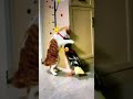#shorts #shortvideo #funny Cat Try To Kiss Duck