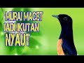 Pancingan Murai Batu Agar Bunyi!!! PAGI SIANG SORE MALEM jadi EMOSI ikut NYAUT bongkar isian