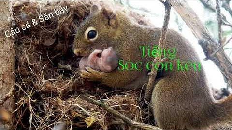 Tiếng sóc con bẫy cực nhánh