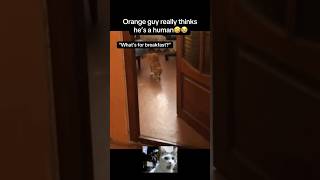 Bro is human🤣 #fyp #viral #animals #cat #cats #funny #pets #catvideos #lol #cute #fypシ #shorts #yt