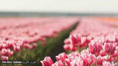 #سورة_سبٲ بصوت القارئ اسامة صبحي حسين #تلاوة #القرآن_الكريم #قرآن #القرآن #قران