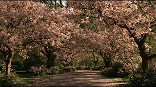 Cherry Blossom Tunnel Walk 🌸 | Relaxing Nature Sounds for Calm & Sleep screenshot 1