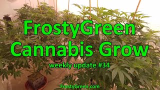 Cannabis Grow weekly #34 - Frosty Green