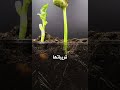 تجربة علمية لا تصدق النبات يميز أقربائه 