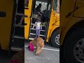 Golden Picks Up His Little Girl From The Bus Stop Every Day | The Dodo