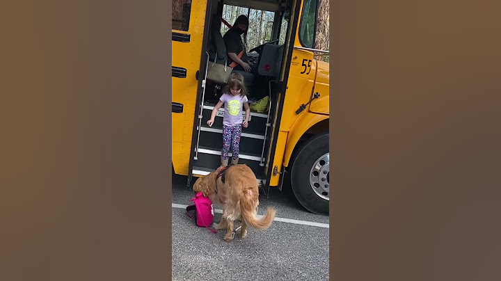 Golden Picks Up His Little Girl From The Bus Stop Every Day | The Dodo