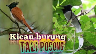 Suara kicau burung TALI POCONG di alam bebas.