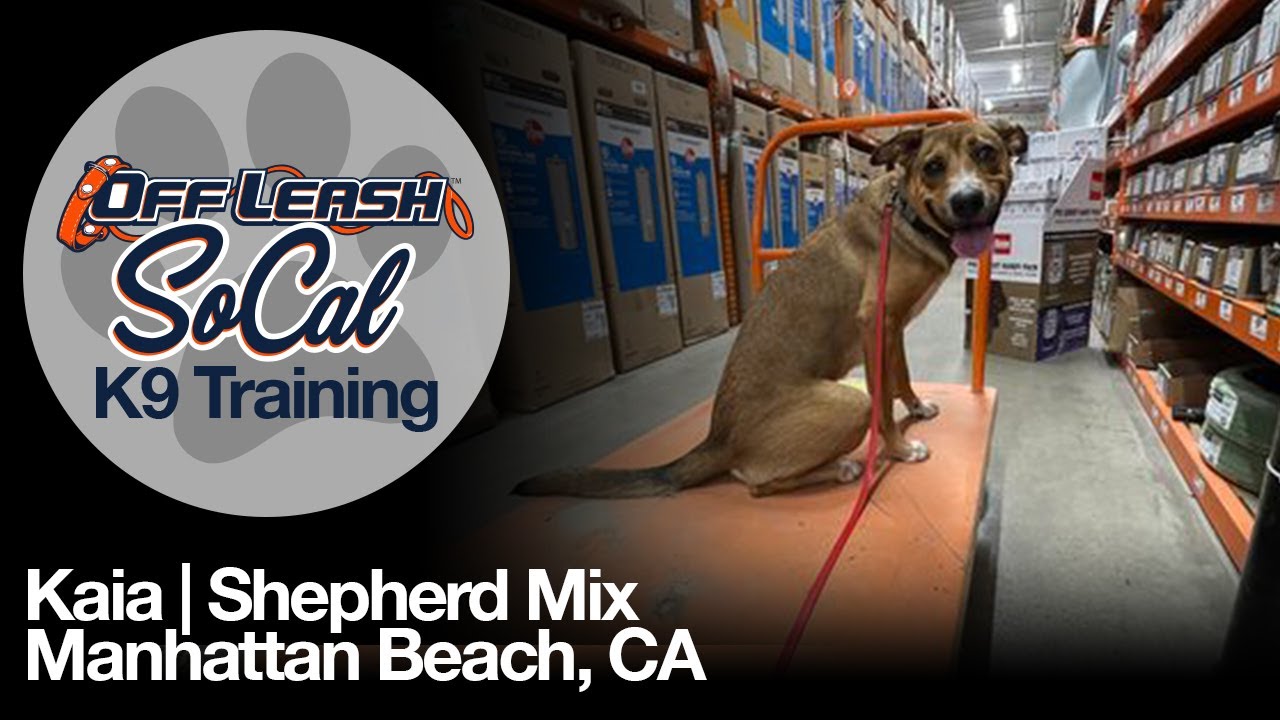 Kaia | Shepherd Mix | Manhattan Beach, CA
