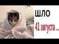 Лютые приколы. ШЛО 41 АВГУСТА!!! Попробуй не засмеяться! РЖАКА ДО слёз! – Domi Show!