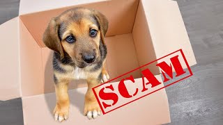 Beware of puppy scams in southwest Virginia