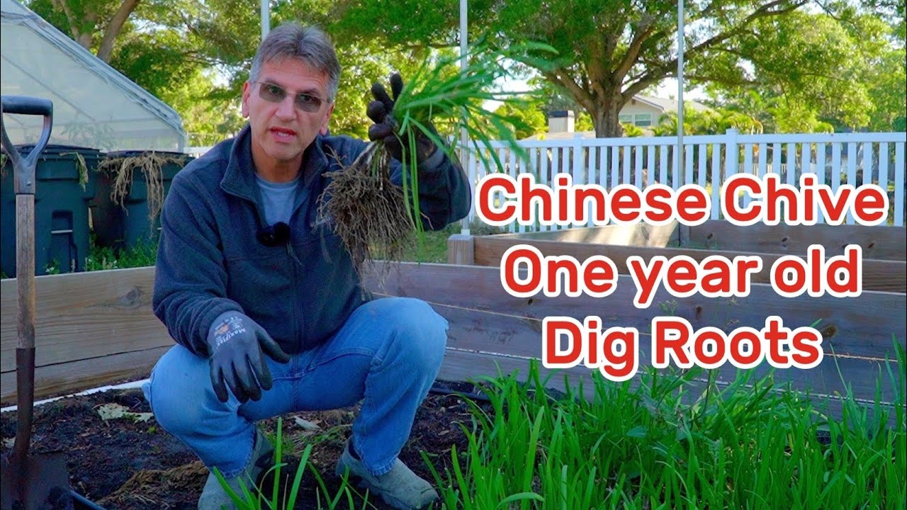 Dig Chive Roots, it is not easy as you think