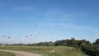 20190825 Lossing Quievrain Regio Zuid West