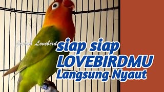 Lovebird Diam, siap siap Langsung Nyaut dan Gak mau diem, Pancingan Suara Lovebird Mantab