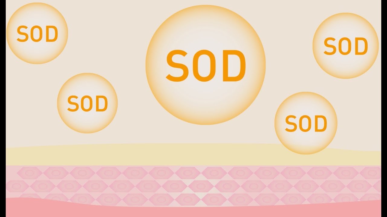 SOD คืออะไร ?? by Innar | ข้อมูลทั้งหมดที่เกี่ยวข้องกับsod อาหาร เสริมเพิ่งได้รับการอัปเดต