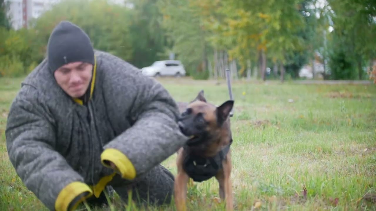 Dog training in park